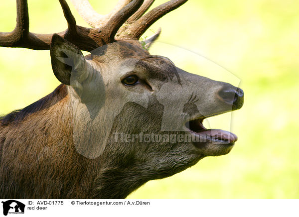 rhrender Rothirsch / red deer / AVD-01775