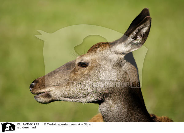Hirschkuh / red deer hind / AVD-01779