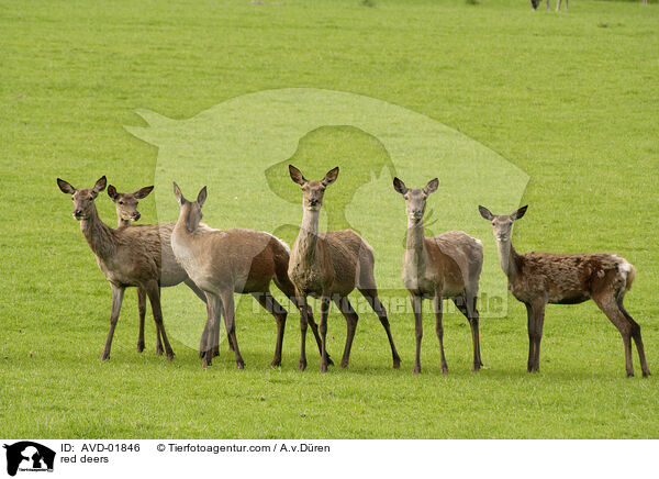 Rothirsche / red deers / AVD-01846