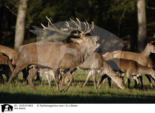 Rothirsche / red deers / AVD-01863