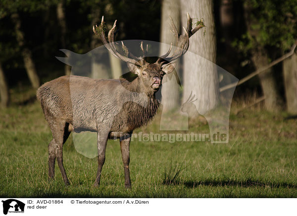 Rothirsch / red deer / AVD-01864