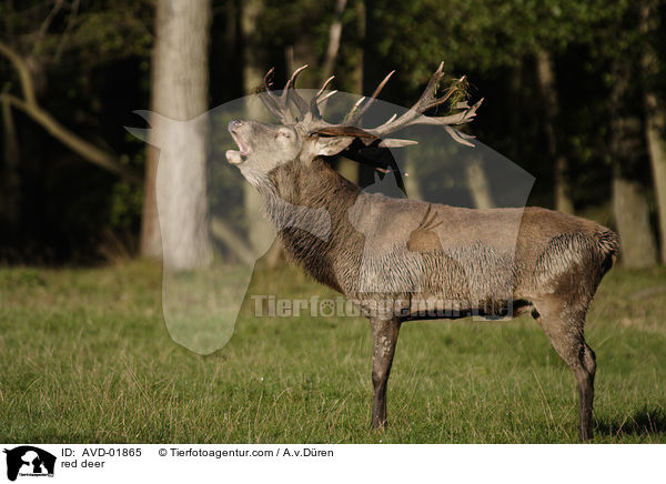 Rothirsch / red deer / AVD-01865