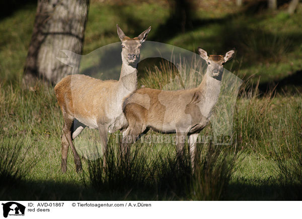 Rothirsche / red deers / AVD-01867