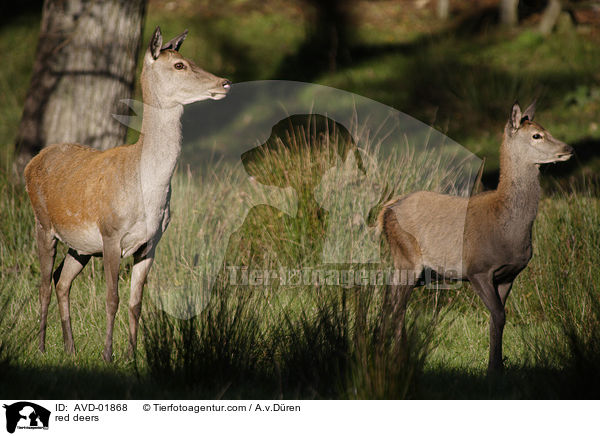 Rothirsche / red deers / AVD-01868