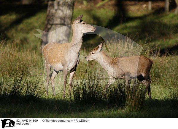 Rothirsche / red deers / AVD-01869