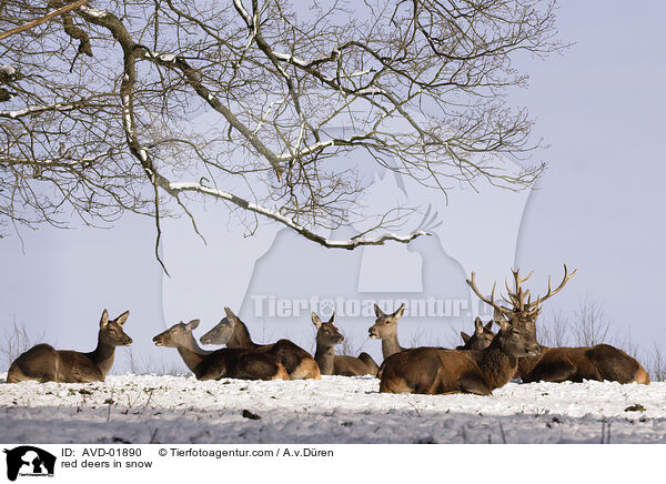 Rothirsche im Schnee / red deers in snow / AVD-01890