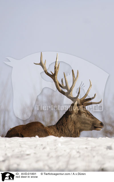 Rothirsch im Schnee / red deer in snow / AVD-01891