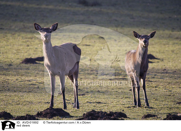 Rothirsche / red deers / AVD-01892