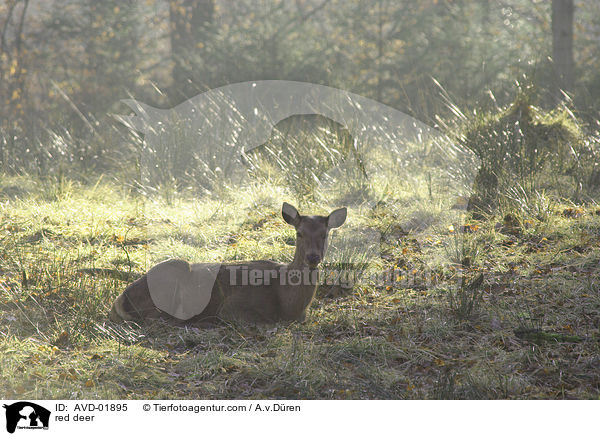 Rothirsch / red deer / AVD-01895