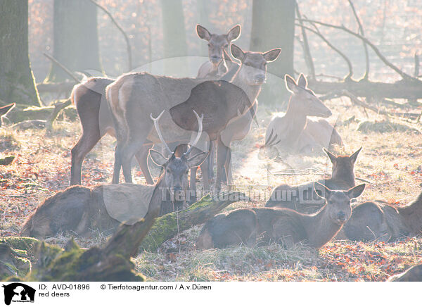 red deers / AVD-01896