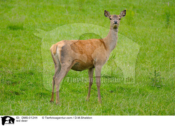 red deer / DMS-01244