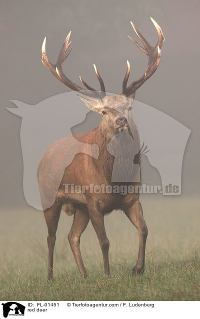 Rothirsch / red deer / FL-01451