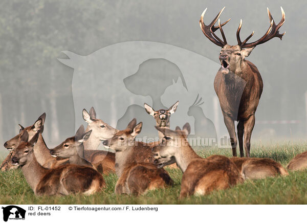 Rothirsche / red deers / FL-01452