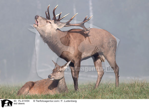 Rothirsche / red deers / FL-01454