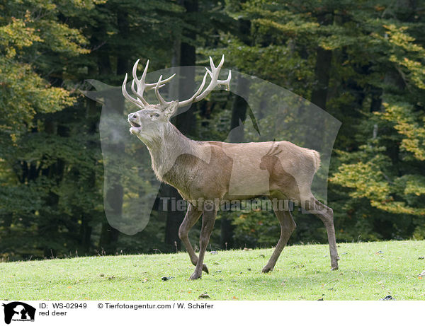 Rotwild / red deer / WS-02949