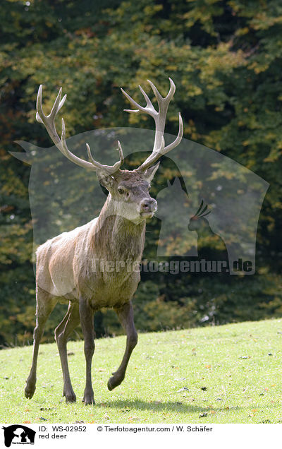 Rotwild / red deer / WS-02952