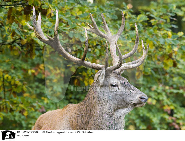 Rotwild / red deer / WS-02958