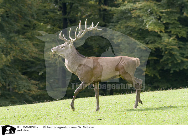 Rotwild / red deer / WS-02962