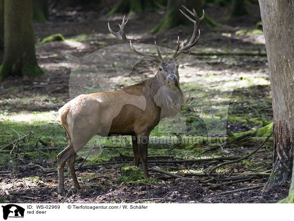 Rotwild / red deer / WS-02969