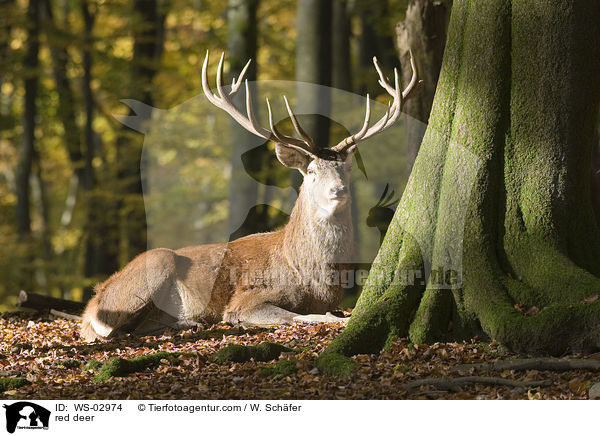 Rotwild / red deer / WS-02974