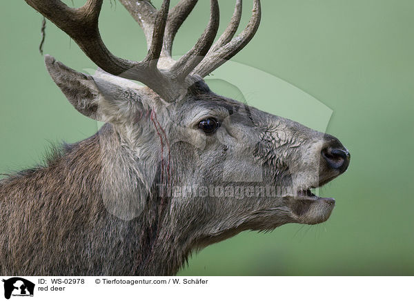 Rotwild / red deer / WS-02978