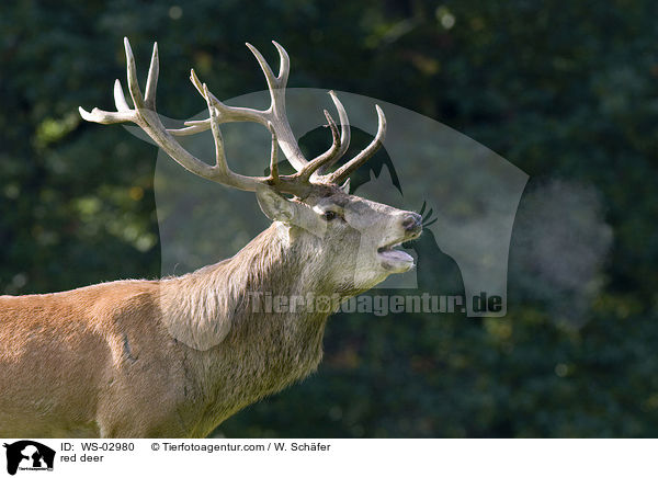 Rotwild / red deer / WS-02980