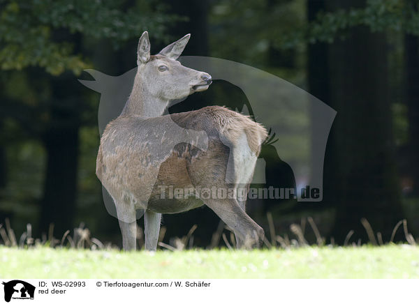 Rotwild / red deer / WS-02993