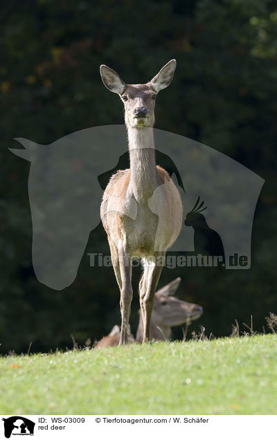 Rotwild / red deer / WS-03009