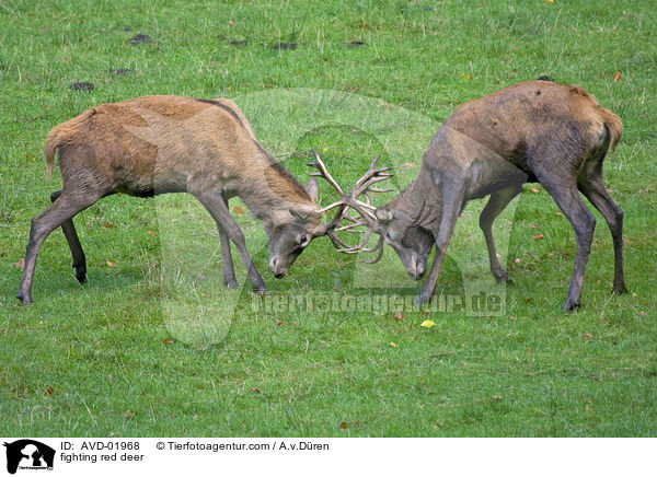kmpfende Rothirsche / fighting red deer / AVD-01968
