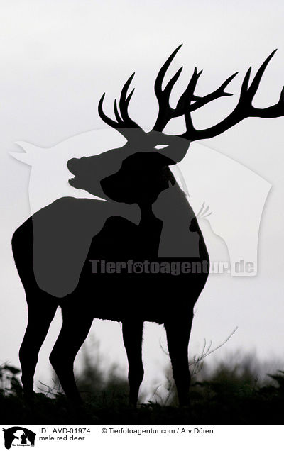 Rothirsch / male red deer / AVD-01974