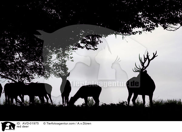 Rotwild / red deer / AVD-01975