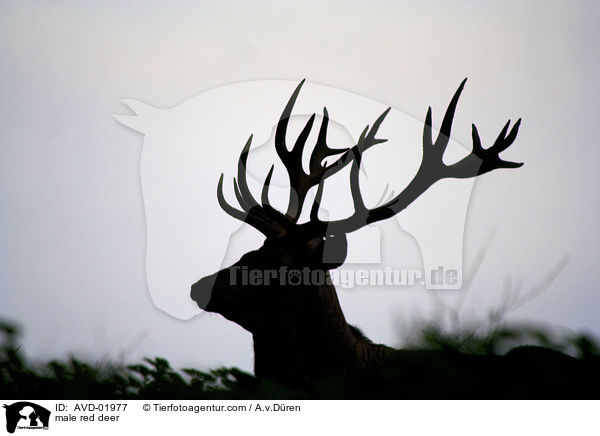 Rothirsch / male red deer / AVD-01977
