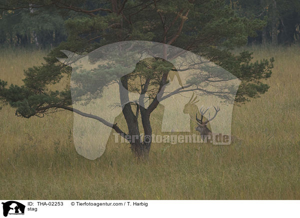 stag / THA-02253
