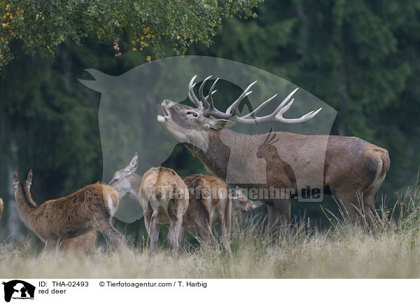 Rotwild / red deer / THA-02493
