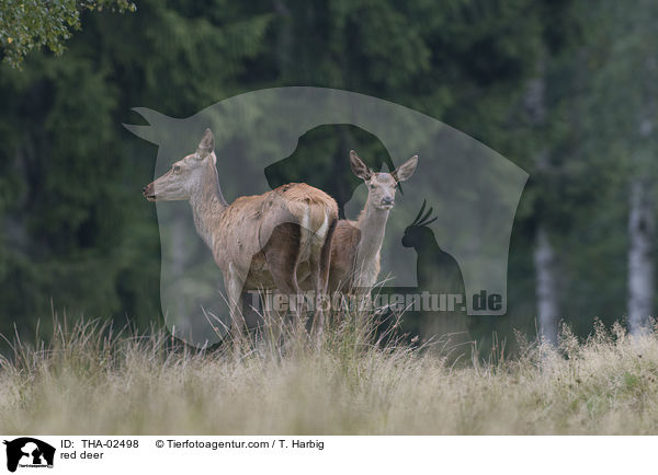 Rotwild / red deer / THA-02498
