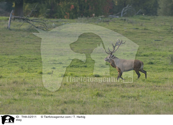 stag / THA-02511