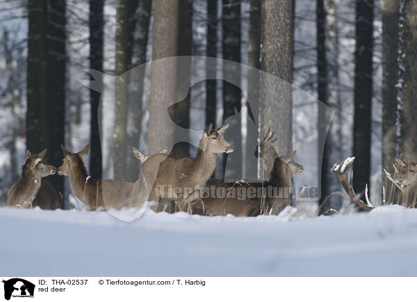 red deer / THA-02537