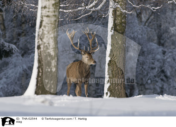 stag / THA-02544