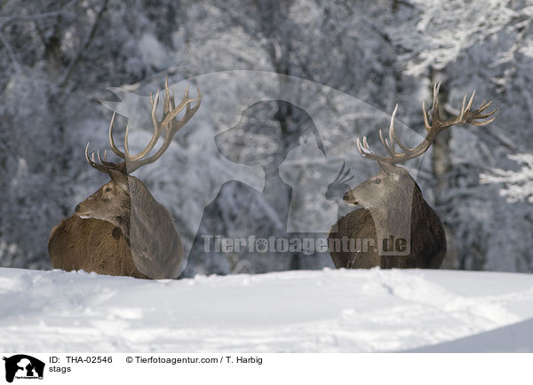 Hirschbcke / stags / THA-02546