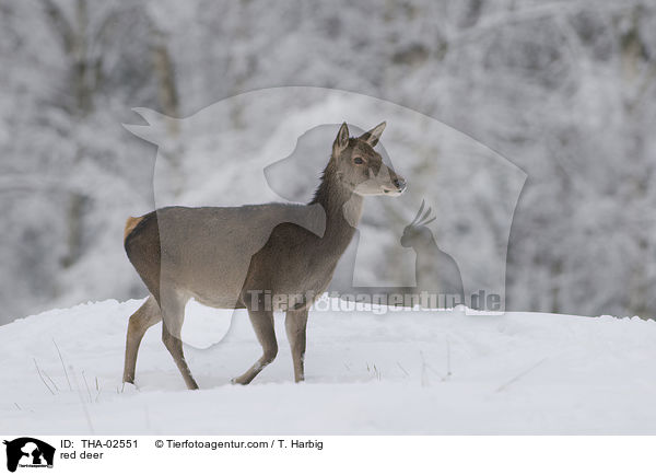 red deer / THA-02551