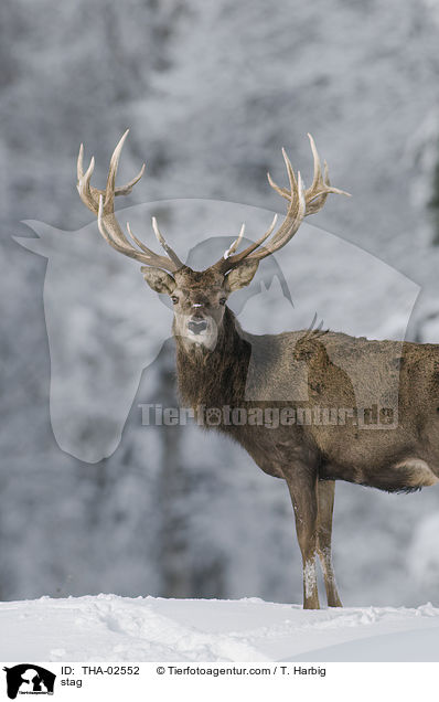 stag / THA-02552