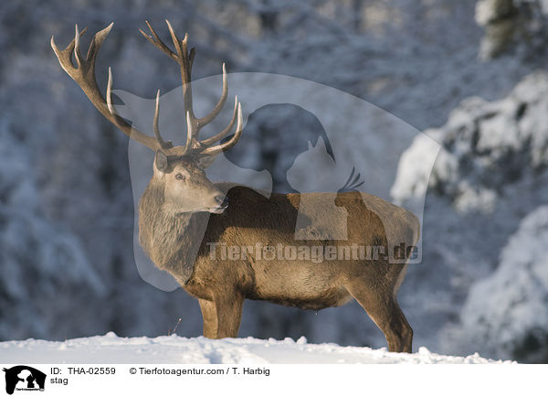 Hirschbock / stag / THA-02559