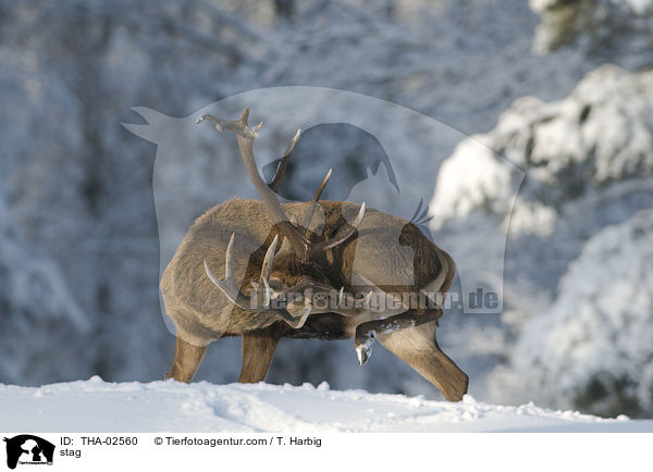 Hirschbock / stag / THA-02560