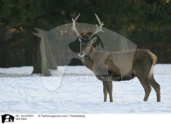 Rotwild / red deer / HJ-03507
