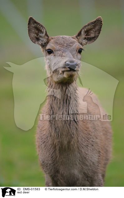 Rotwild / red deer / DMS-01583