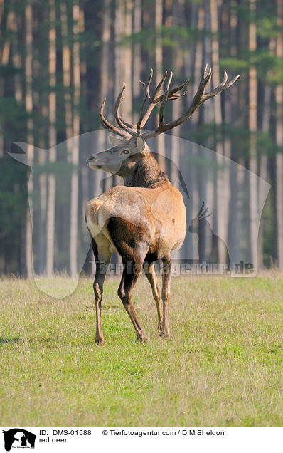 Hirschbock / red deer / DMS-01588