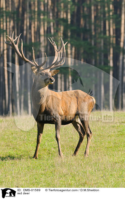 Hirschbock / red deer / DMS-01589