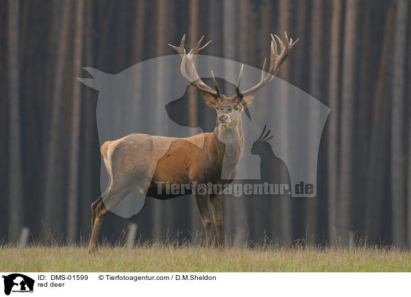 Hirschbock / red deer / DMS-01599