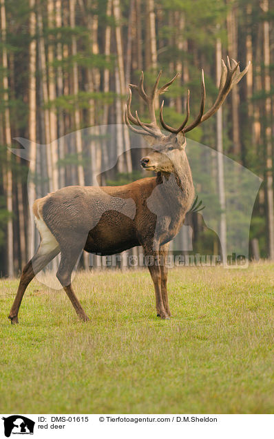 Hirschbock / red deer / DMS-01615