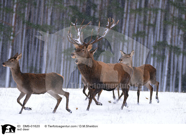 Rotwild / red deer / DMS-01620